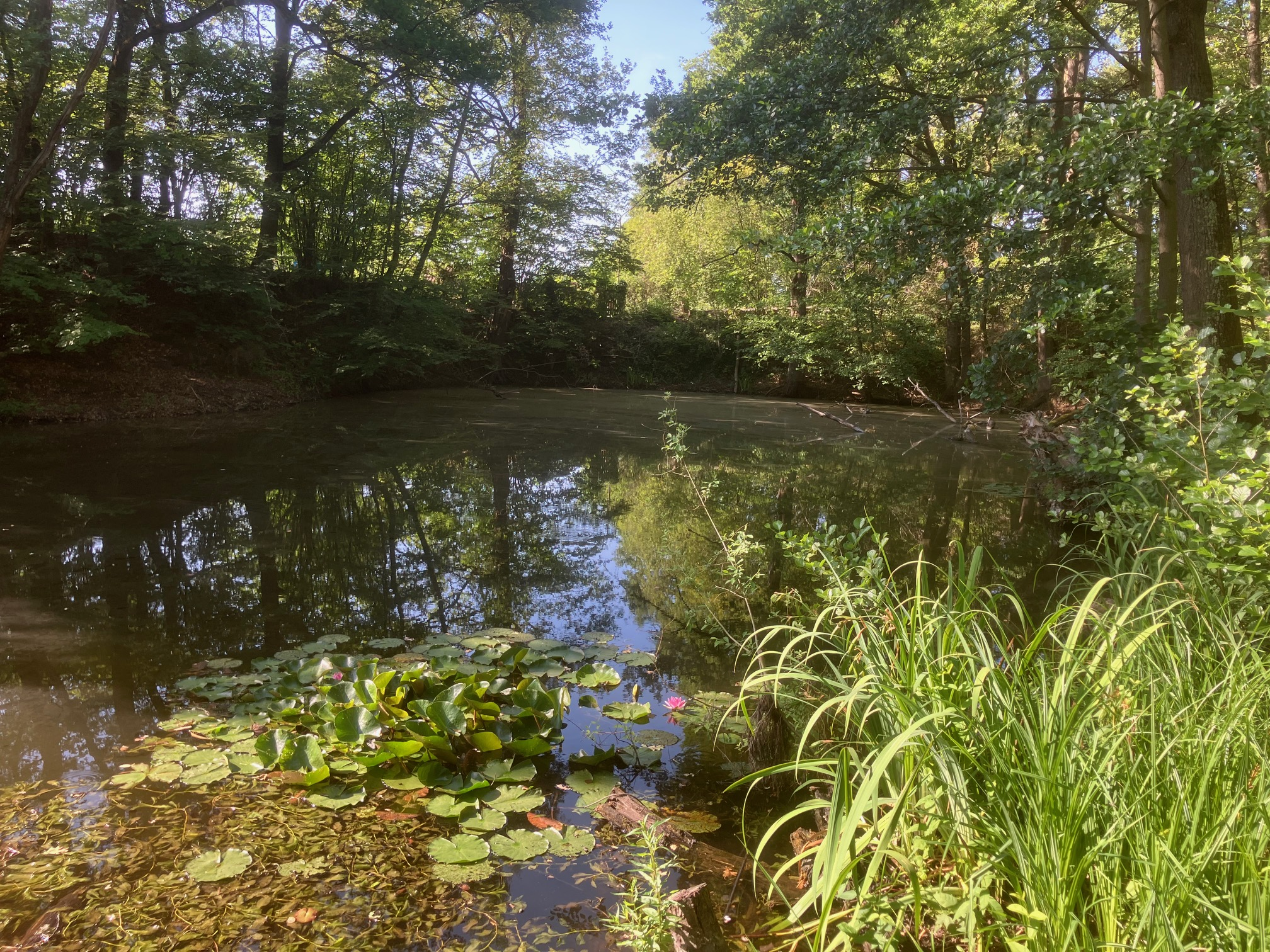 Blauer See 1